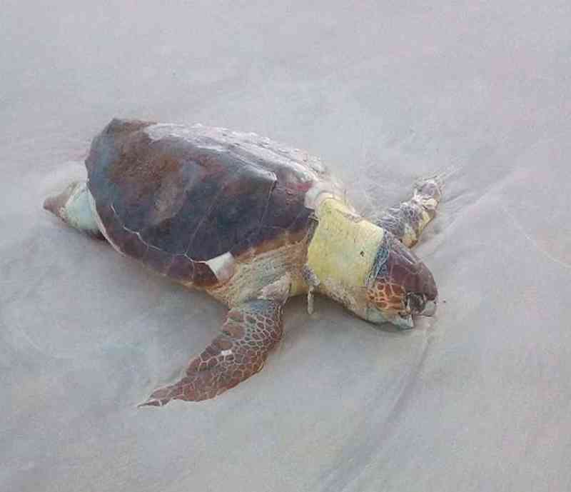 Tartaruga é encontrada morta na praia de Ilhéus (BA); animal é o 46º no ano