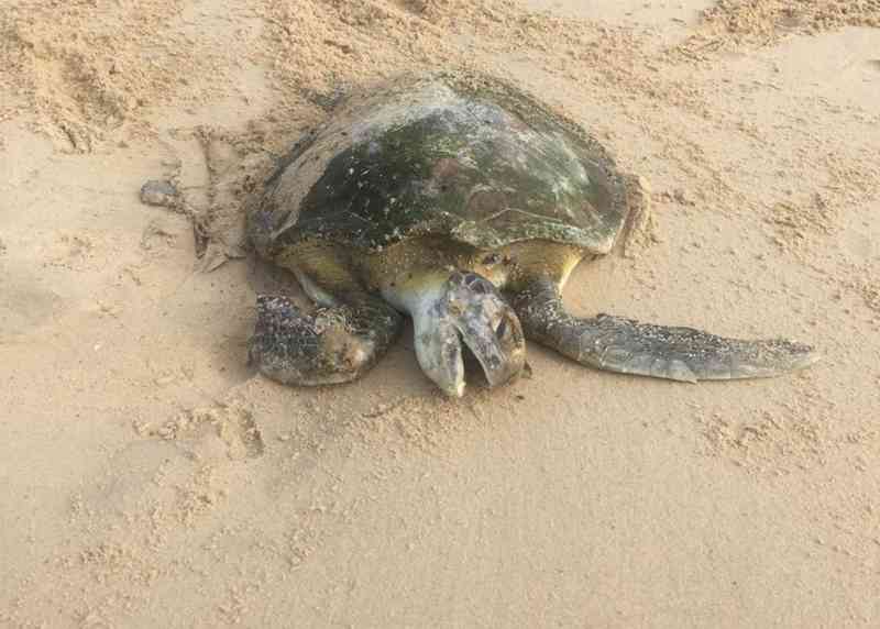 Tartaruga é encontrada morta nas areias da praia do Náutico, em Fortaleza