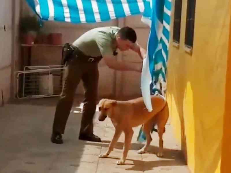 Policial chileno liberta cachorro preso em toldo e ganha ‘abraço’ do animal; veja vídeo