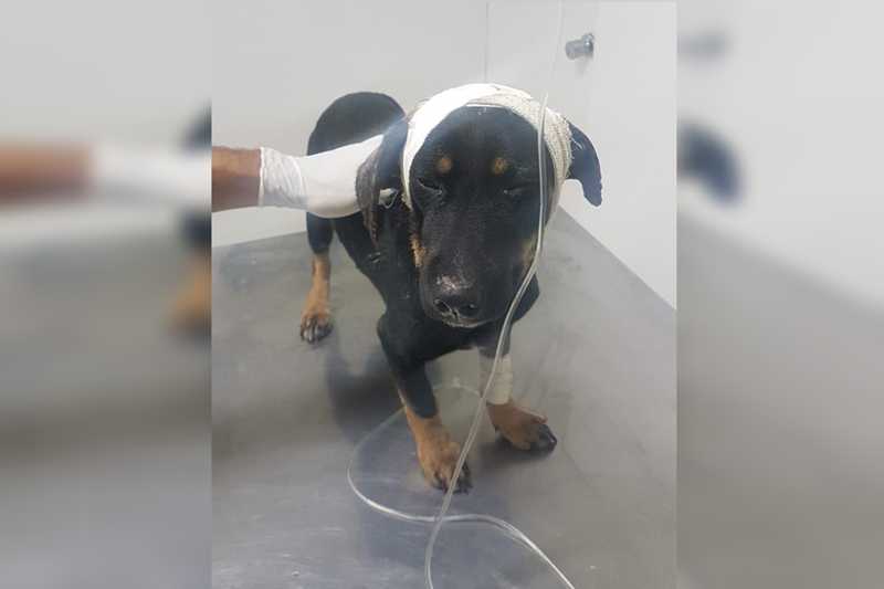 Acorrentado e ferido, cachorro é resgatado no DF e precisa de adoção