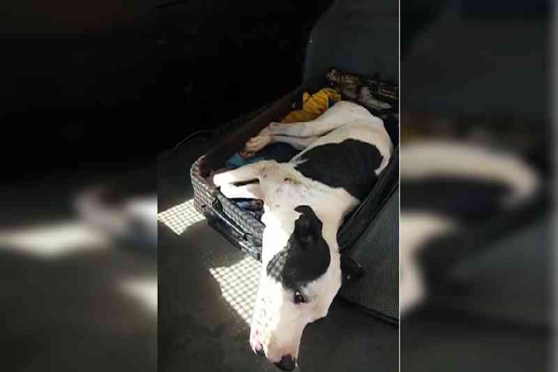 PMDF resgata cadela esfaqueada, baleada e abandonada dentro de mala. Vídeo