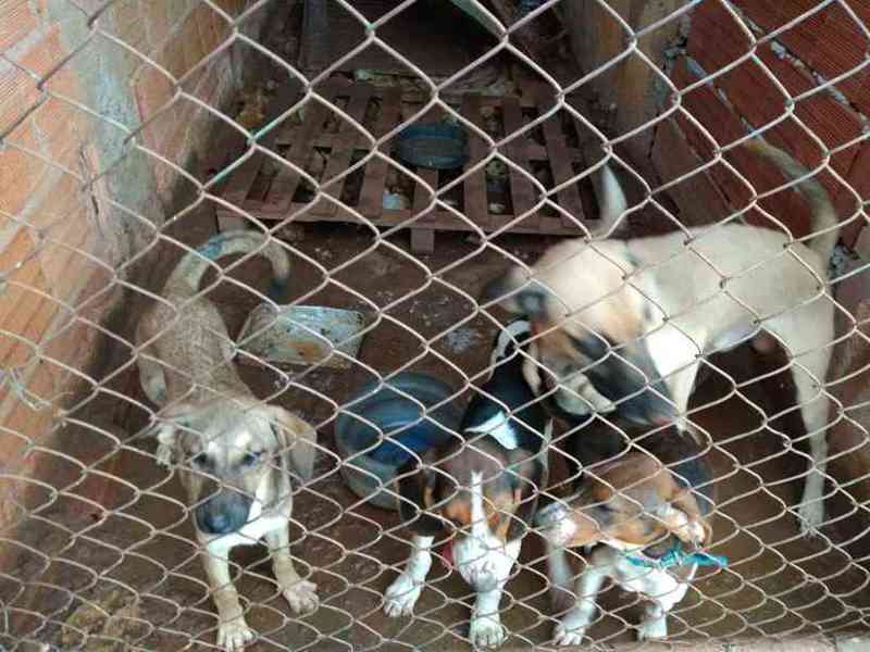 Maus-tratos: polícia resgata cinco cachorros em Santa Maria, DF