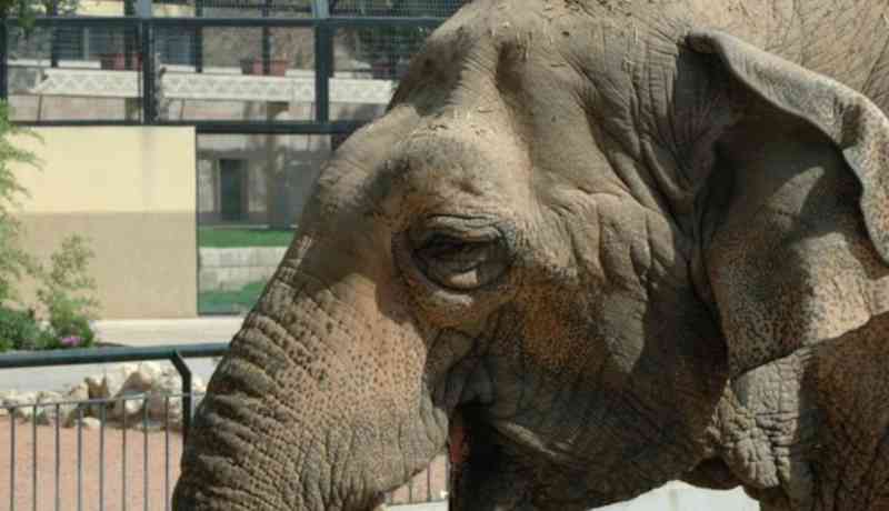 O ‘elefante mais triste do mundo’ morreu após 43 anos de solidão