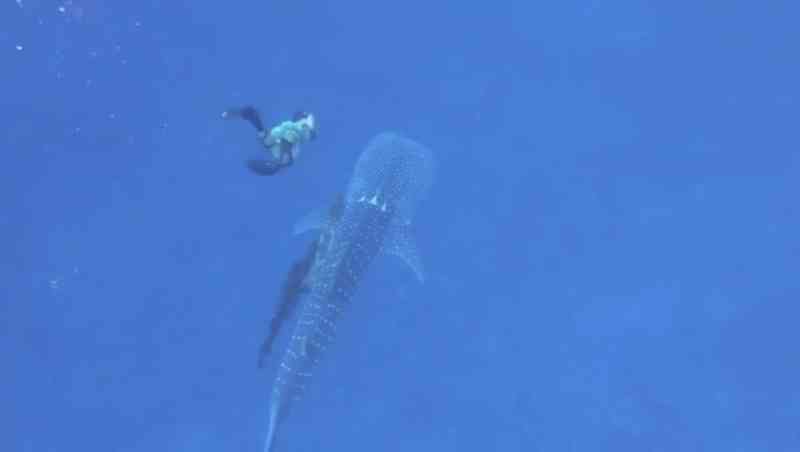 Família de mergulhadores liberta um tubarão-baleia preso em uma corda no litoral do Havaí