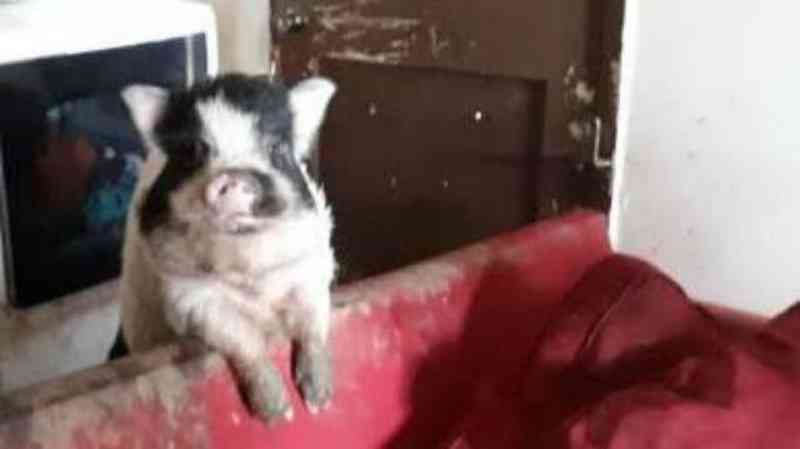 Família se muda e deixa o porco mais fofo para trás