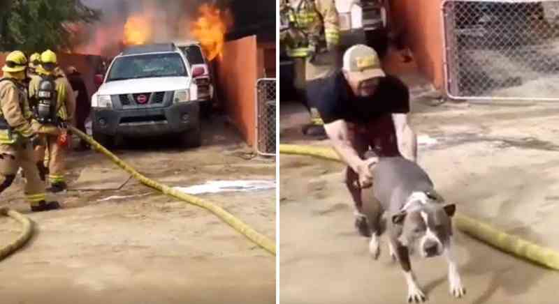 Homem entra em casa pegando fogo para salvar animal de estimação