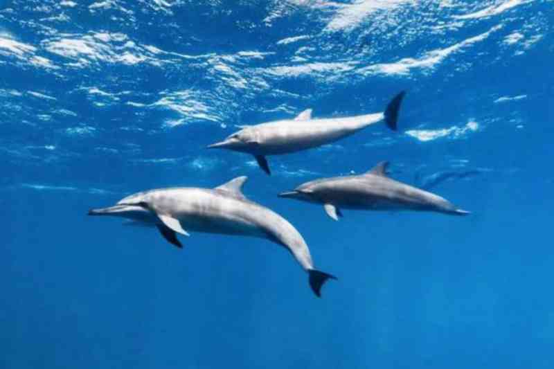 Após golfinhos morrerem, parque nos EUA não usará animais em espetáculos