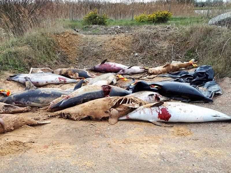 Centenas de golfinhos mutilados, vítimas de redes de pesca, dão à costa em França