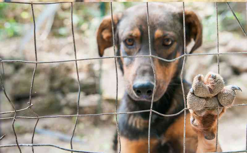 Vereadora de Goiânia (GO) propõe punição a quem omitir socorro a animais