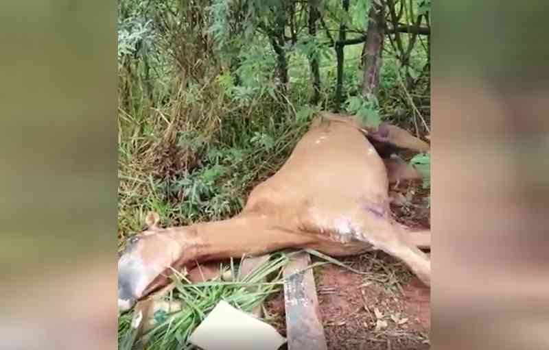 Cavalo vítima de maus-tratos morre no Centro de Zoonoses, em Goiânia