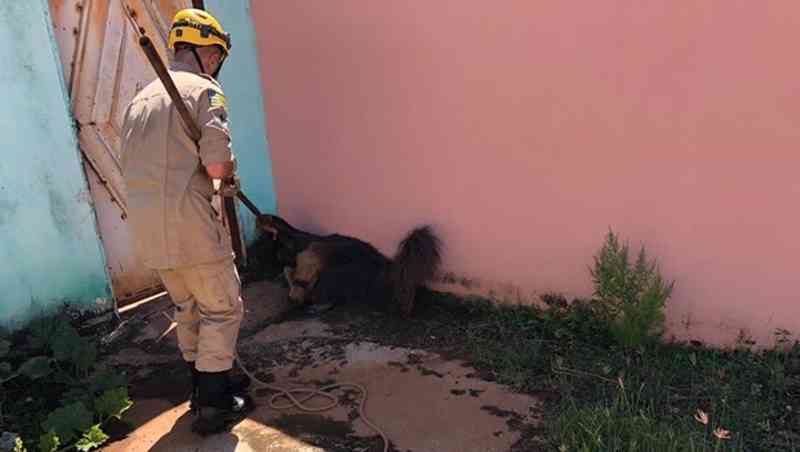 Bombeiros resgatam tamanduá-bandeira em beco sem saída em Goiânia