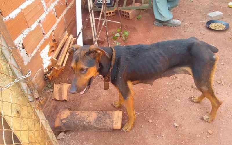 Policiais resgatam cadela que se alimentava de fezes e seus filhotes, em Morrinhos, GO