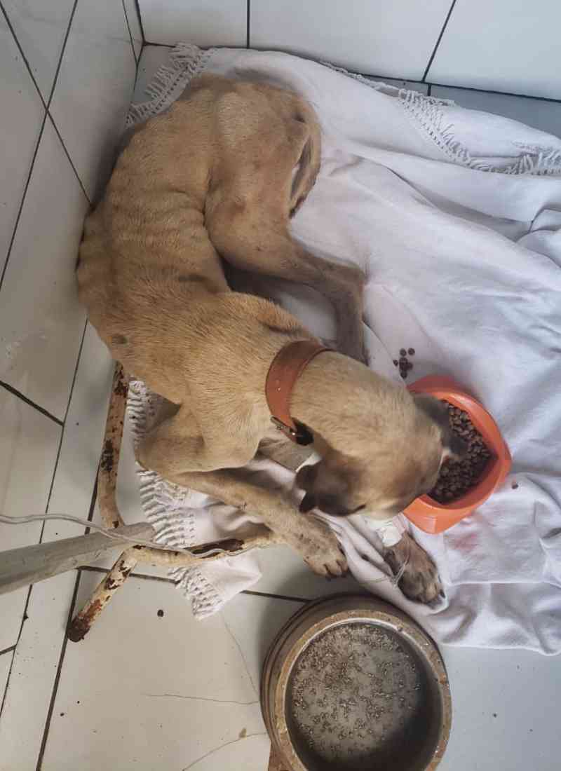 Polícia Civil de Rio Verde (GO) resgata cão desnutrido e desidratado