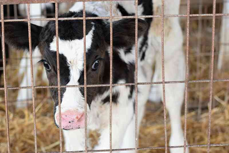 Investigação aberta após filmagem da violência nas terras de fazendas leiteiras do Reino Unido