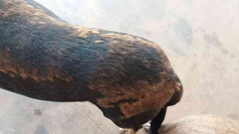 Cachorro tem pelo descolorido e ato teria sido cometido durante festa de universitários em Rio Paranaíba, MG