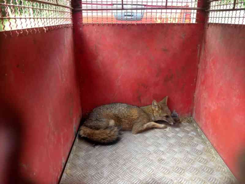 Raposa capturada em garagem de casa em Varginha (MG) é devolvida à natureza