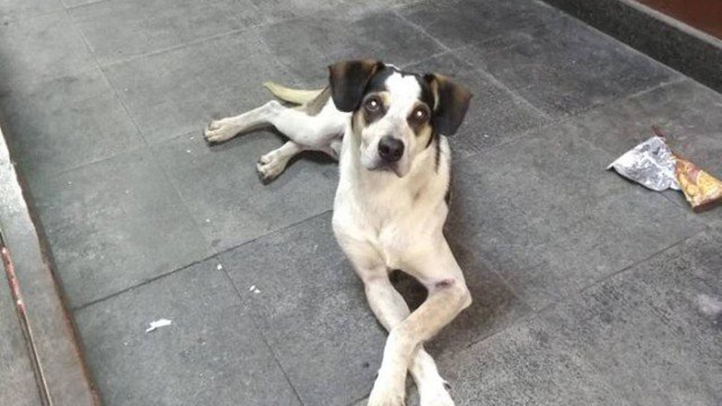 Ministério Público se reúne com supermercado para acordo sobre morte de cadela em Osasco, SP