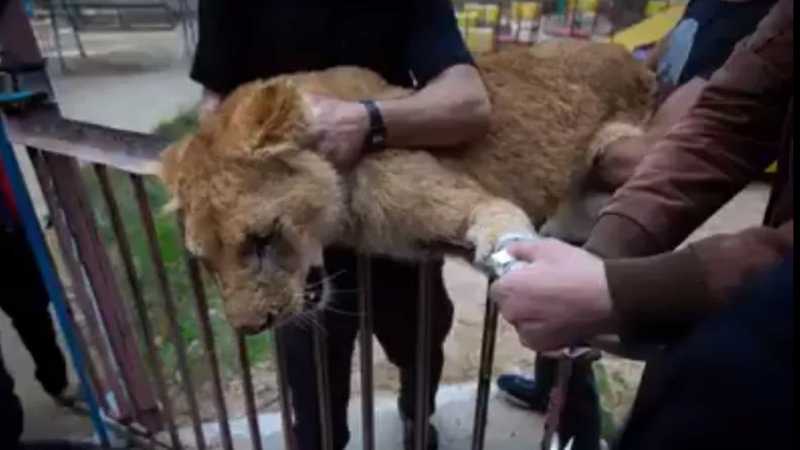 Zoo amputa garras de leoa para que visitantes possam brincar com ela