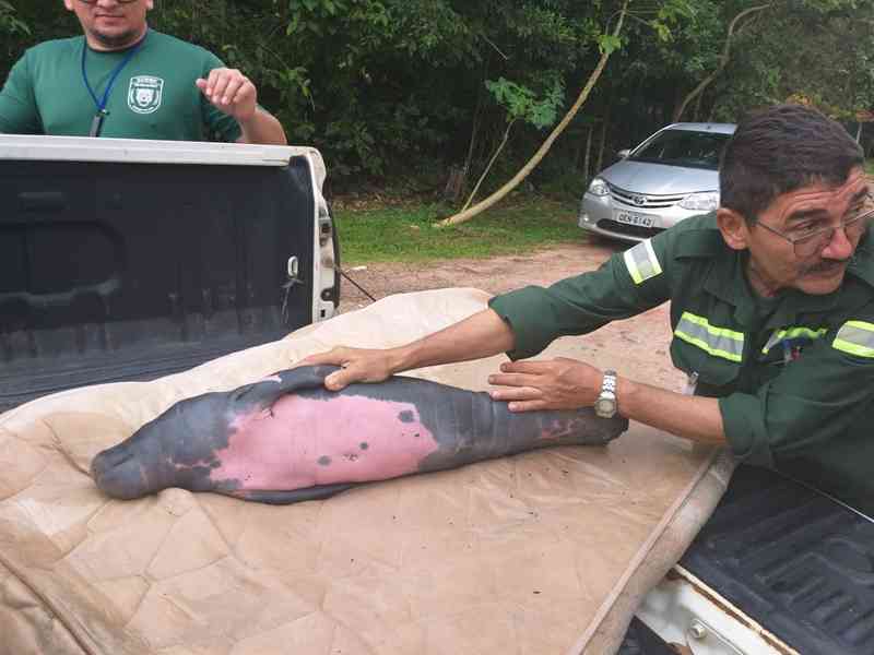 Filhote de peixe-boi é resgatado próximo à Usina Hidrelétrica de Curuá-Una, em Santarém, PA