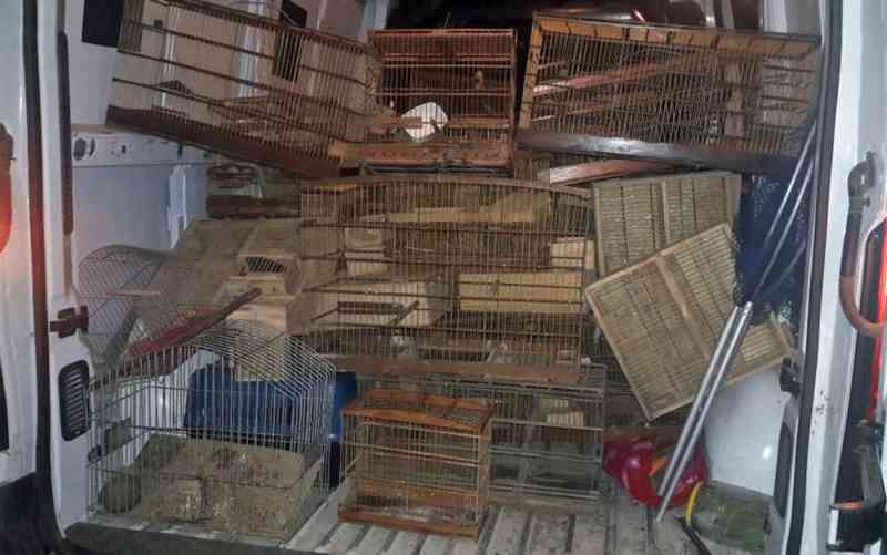 Homem é detido com 94 aves silvestres criadas ilegalmente no Grande Recife, PE