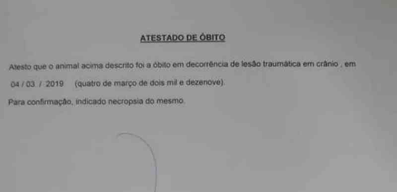 Cadela agredida com enxada no Bairro Clarito em Cascavel (PR) não resiste e morre