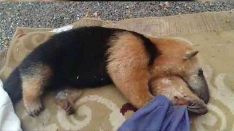 Tamanduá resgatado é levado para tratamento no Zoo de Cascavel (PR) e quadro é grave