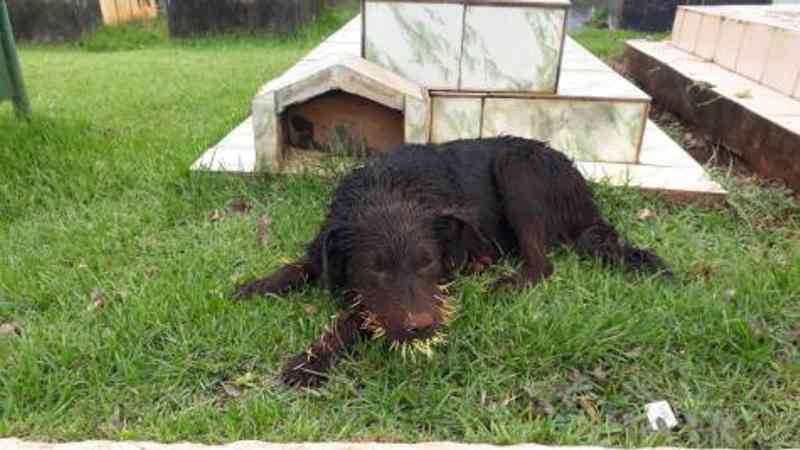 Cachorro atacado por ouriço precisa de ajuda, em Cascavel, PR