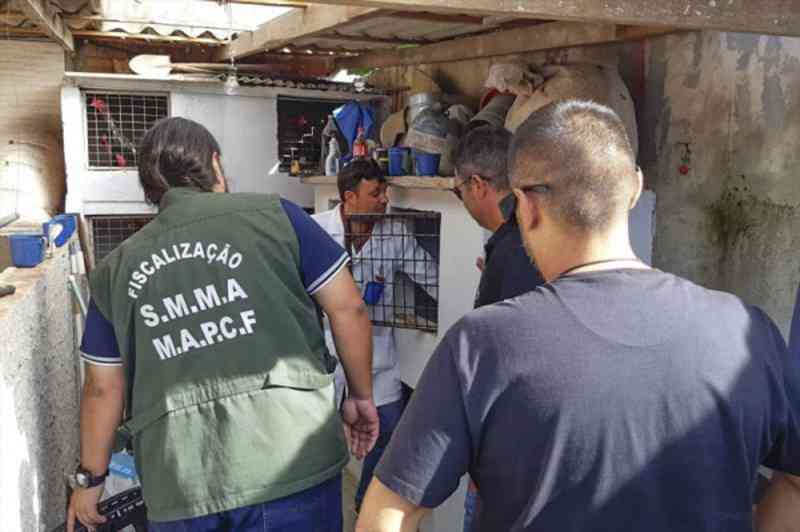 Fiscalização apreende galos vítimas de maus-tratos no Cajuru, em Curitiba