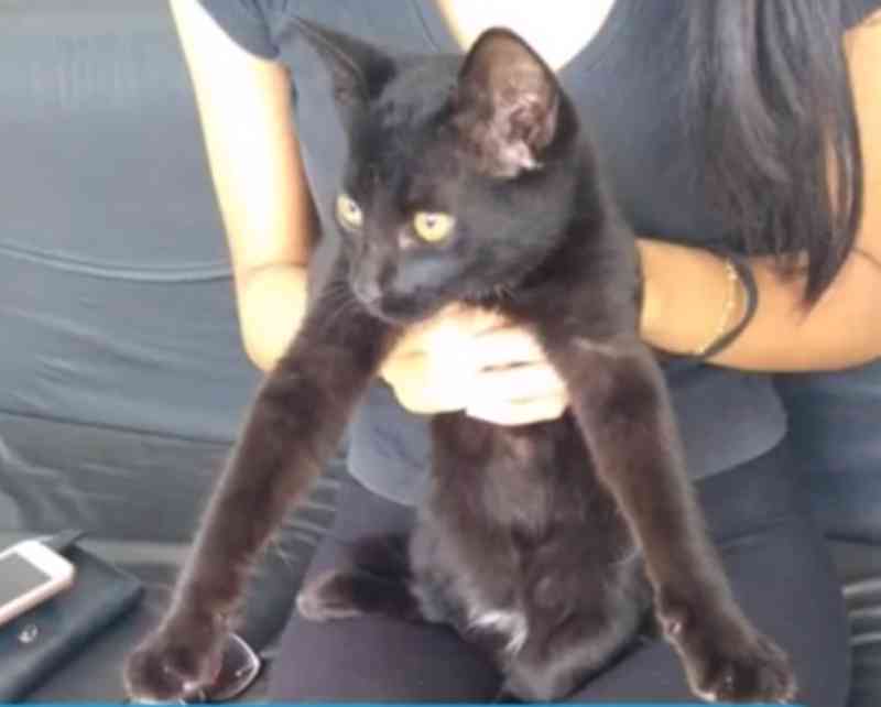 Gato levado sem permissão de festa vira caso de polícia em Londrina, PR