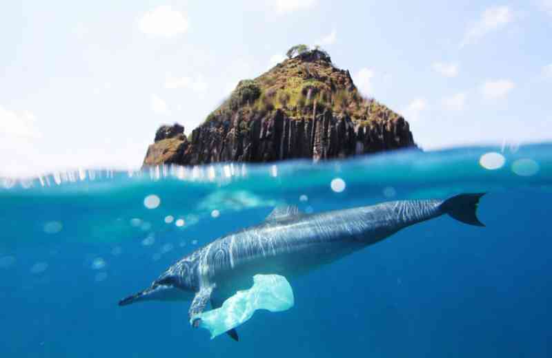 Poluição plástica já atingiu as profundezas do oceano