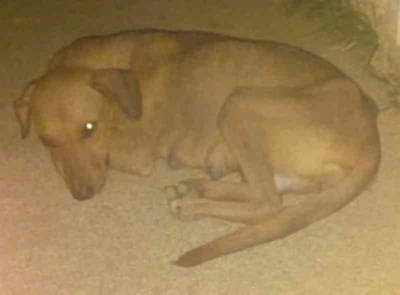 Cachorra morre depois de levar três facadas ao passear na rua em Valença, RJ