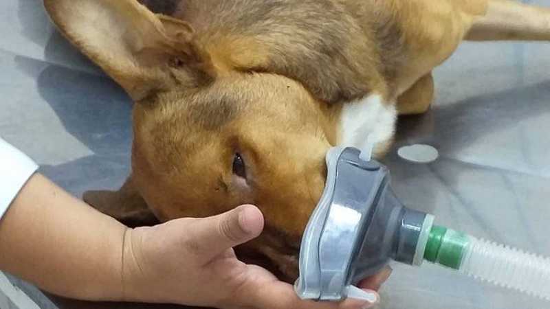 Cachorro baleado durante operação da Polícia Militar morre no Rio