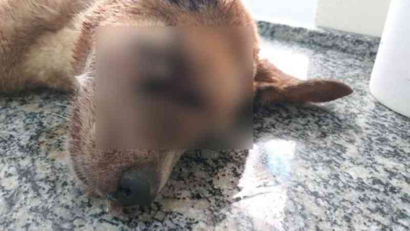 Cão gravemente ferido por enxadada precisa de doações para tratamento veterinário