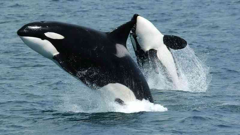 Após pressão social, Rússia vai libertar grupo de orcas e belugas