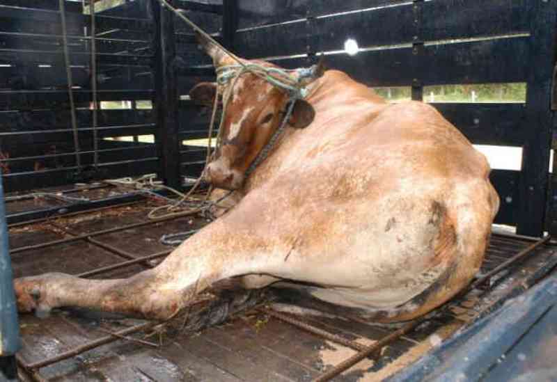 Ativistas ingressam na Justiça para impedir que o governo de SC mate animais resgatados da farra do boi