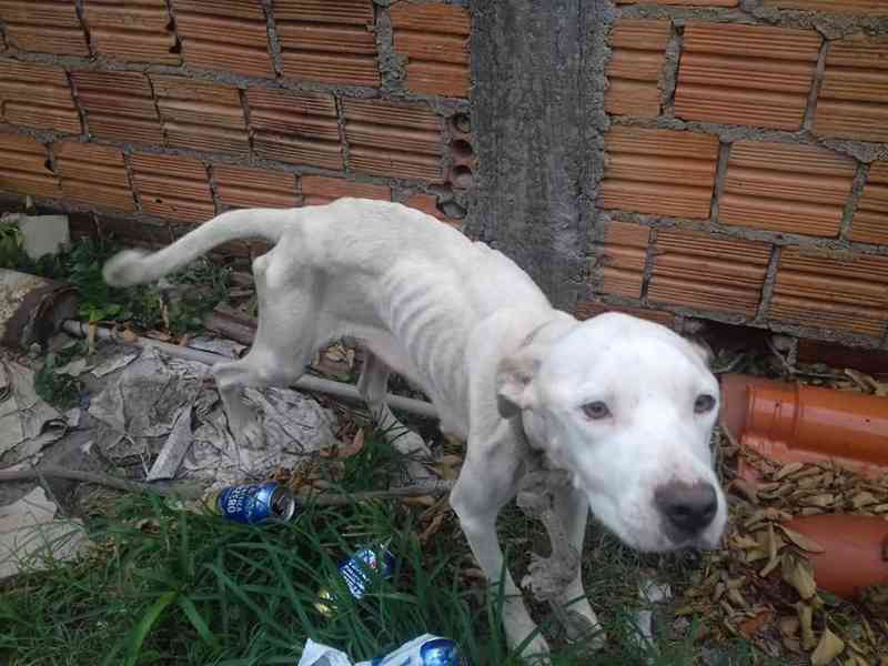 Cadela e filhotes são resgatados vítimas de maus-tratos em Florianópolis
