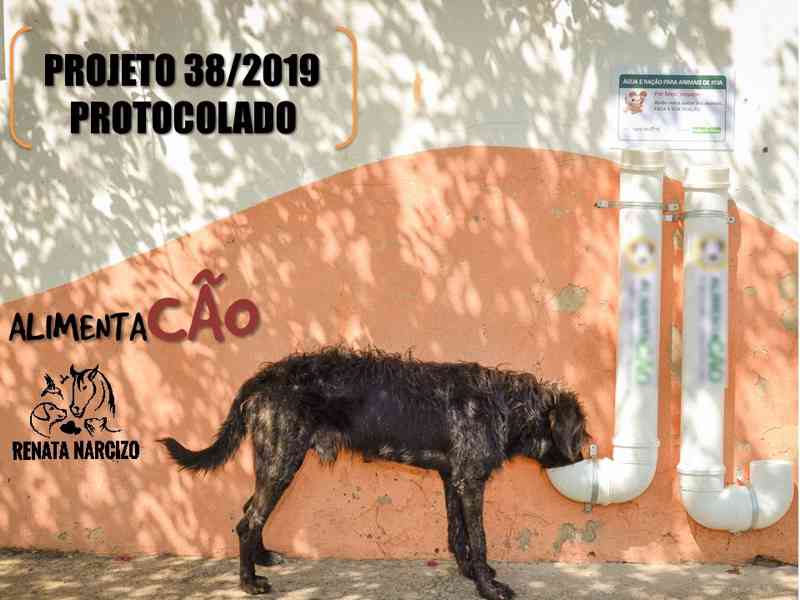 Projeto prevê parceria para colocação de comedouros e bebedouros para animais de rua em Itajaí, SC