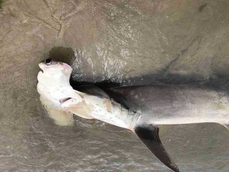 Tubarão-martelo é encontrado morto em praia de Laguna, SC; VÍDEO