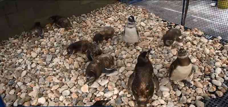 Pesquisadores estudam presença e mortes de pinguins no litoral de SC