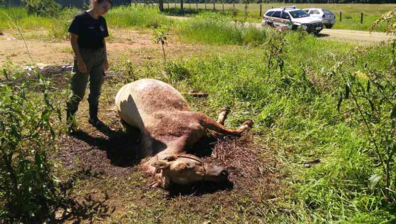 Cavalo é morto a facadas após desentendimento entre vizinhos em Porto Belo, SC