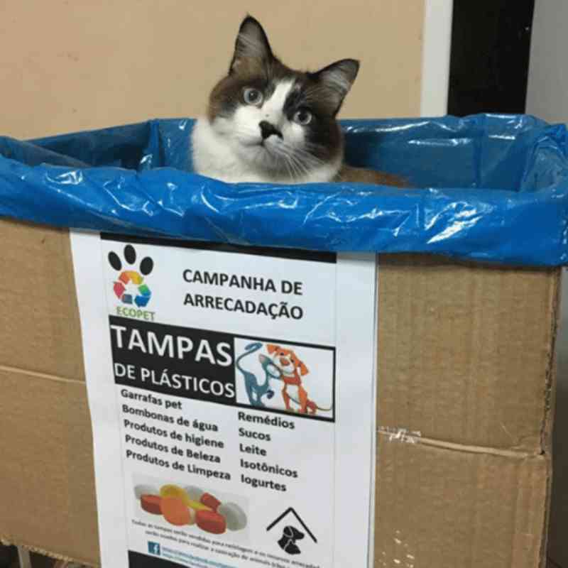 Reciclagem de tampinhas plásticas banca castração de animais sem lar em Santa Catarina
