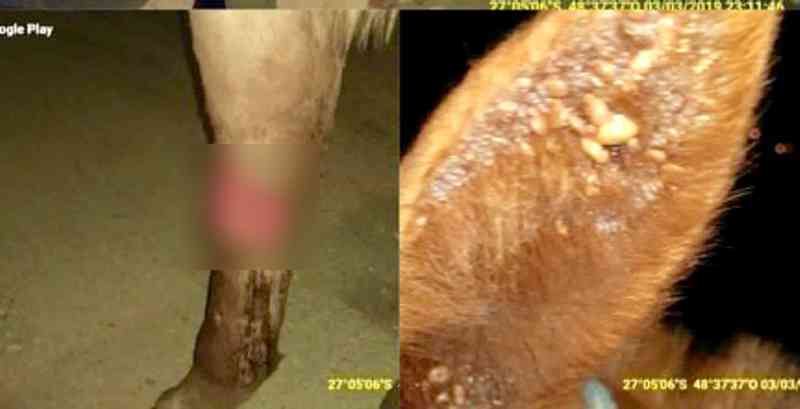 Cavalo vítima de maus-tratos é recolhido por voluntários em Tijucas, SC