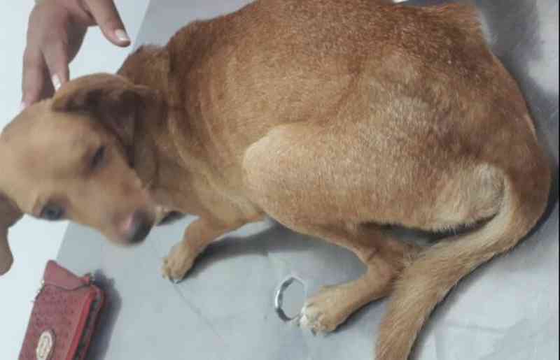 Cachorra é resgatada cega e com tumores na barriga em Campinas, SP