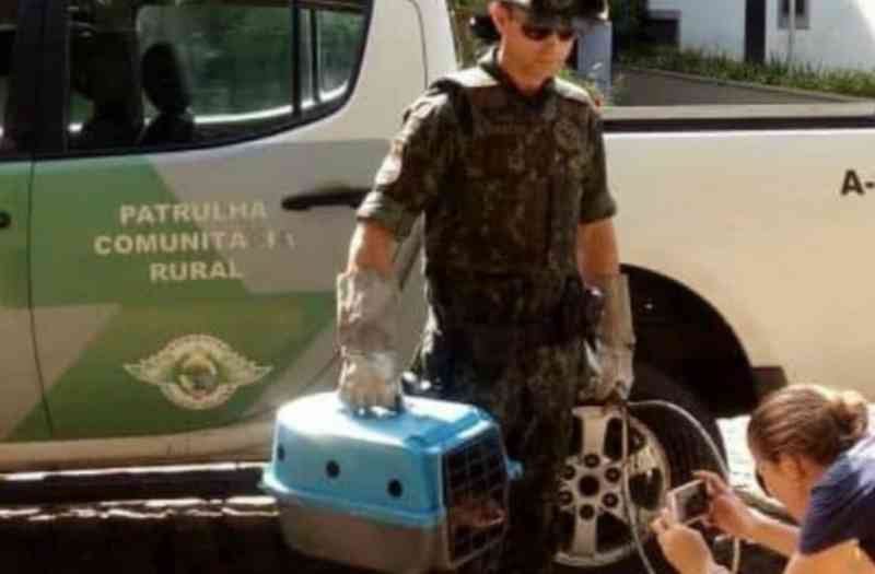 Lontra é resgatada após sofrer maus-tratos em Caraguatatuba, SP