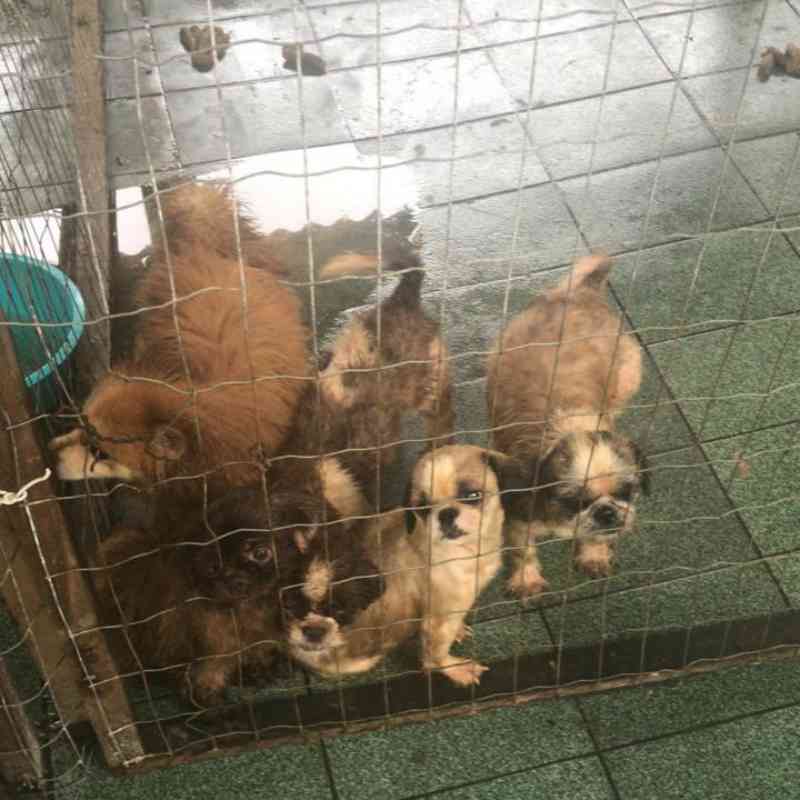 Mais de 70 animais em condições de maus-tratos são resgatados pela Polícia Civil em Itanhaém, SP
