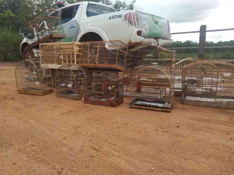 Após denúncia, Polícia Ambiental multa homem em R$ 11 mil e desmantela possível grupo de traficantes de animais