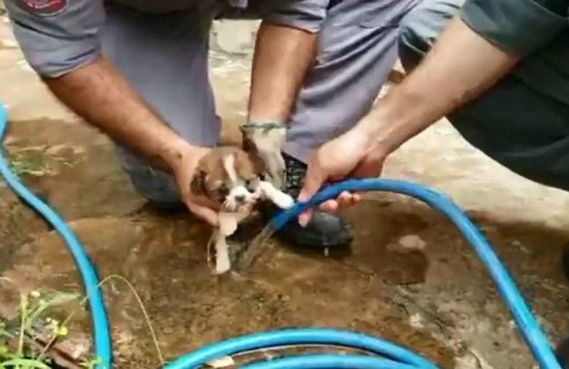 Vídeo mostra resgate de filhote de cachorro entalado em tubulação de água em Marília, SP