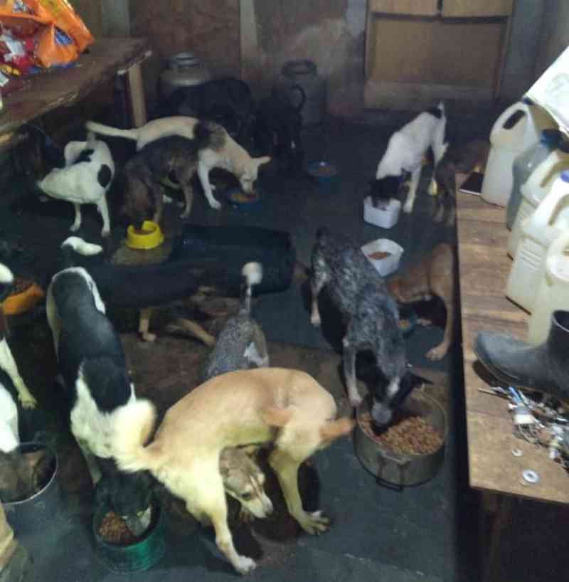Grupo de voluntários resgata mais de 100 cães em situação precária em São José dos Campos, SP