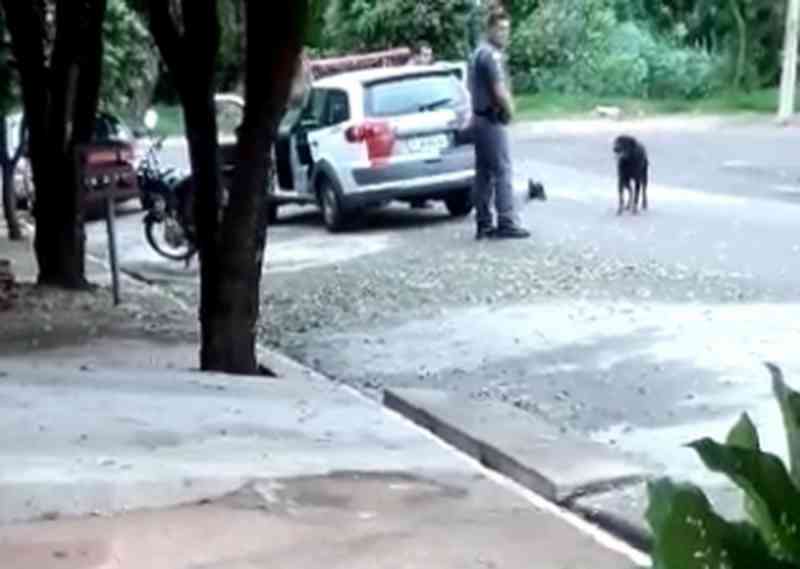 Cachorro avança em policial militar e é baleado; vídeo