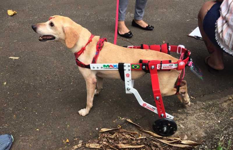 Cadela ganha cadeirinha de rodas e espera por adoção em Campinas, SP